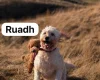 Goldendoodle