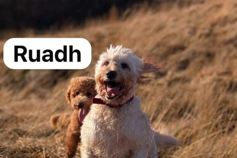 Goldendoodle