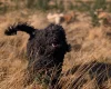 Goldendoodle