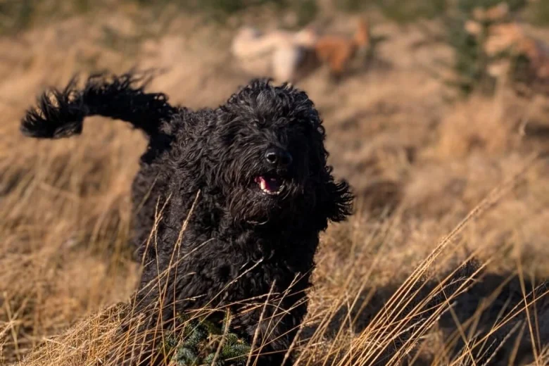 Goldendoodle