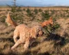 Goldendoodle