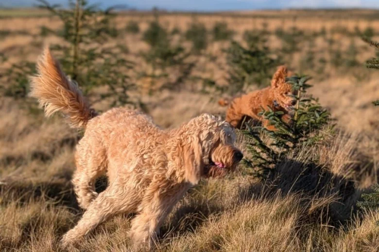 Goldendoodle