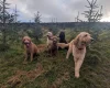 Goldendoodle