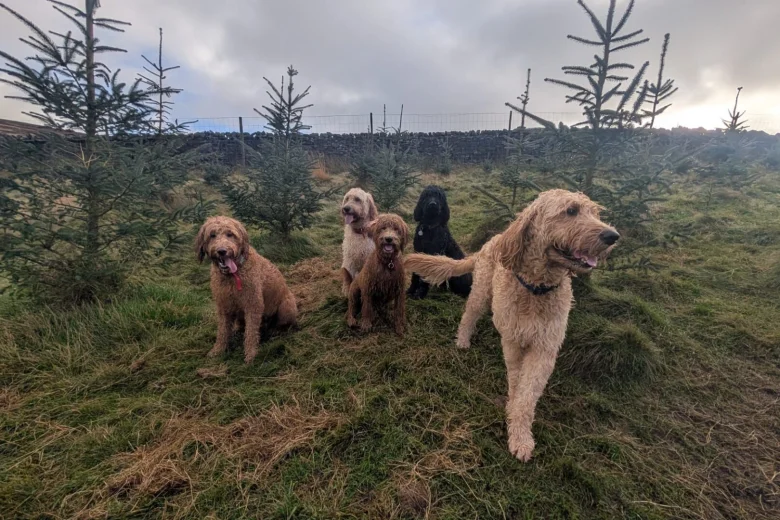 Goldendoodle