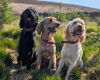 Goldendoodle