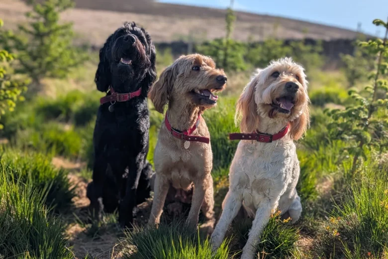 Goldendoodle