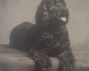 Goldendoodle
