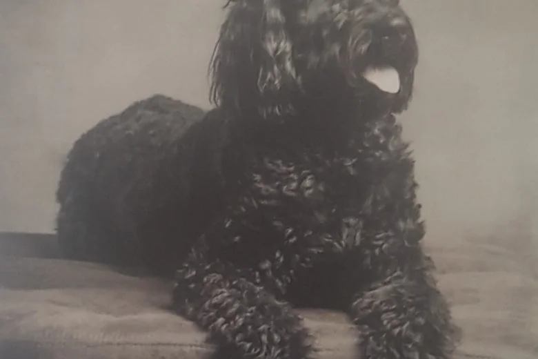 Goldendoodle