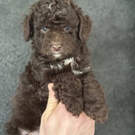 Goldendoodle