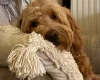 Goldendoodle