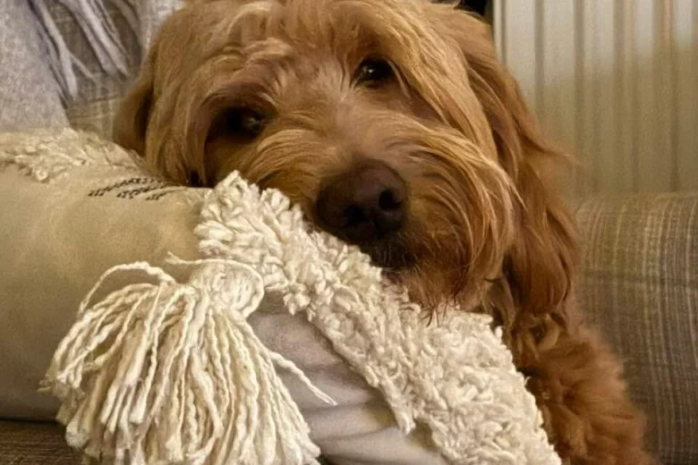 Goldendoodle