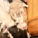 Siberian Husky