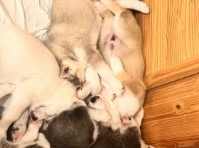 Siberian Husky