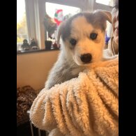 Siberian Husky