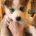 Siberian Husky