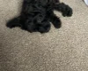 Cavapoo