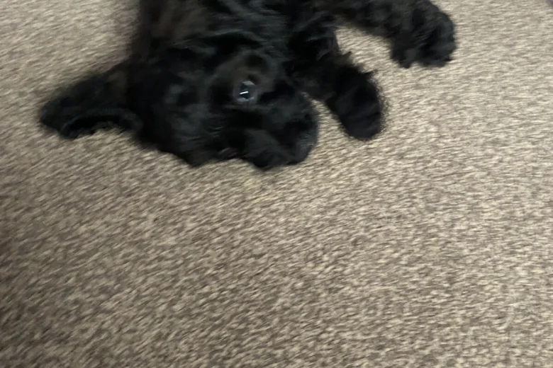 Cavapoo