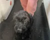 Cavapoo