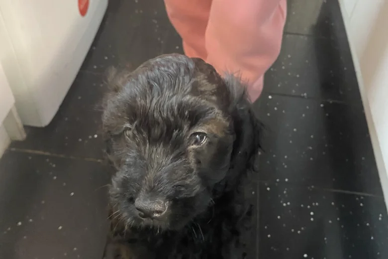 Cavapoo