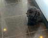 Cavapoo