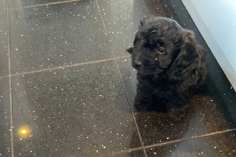Cavapoo