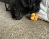 Cavapoo