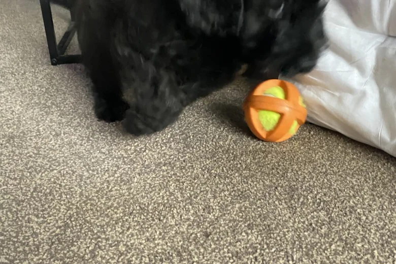 Cavapoo