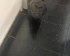 Cavapoo