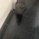 Cavapoo