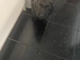 Cavapoo