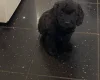 Cavapoo