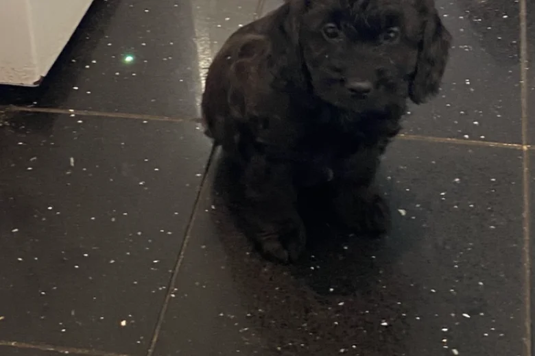 Cavapoo