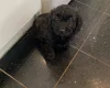Cavapoo