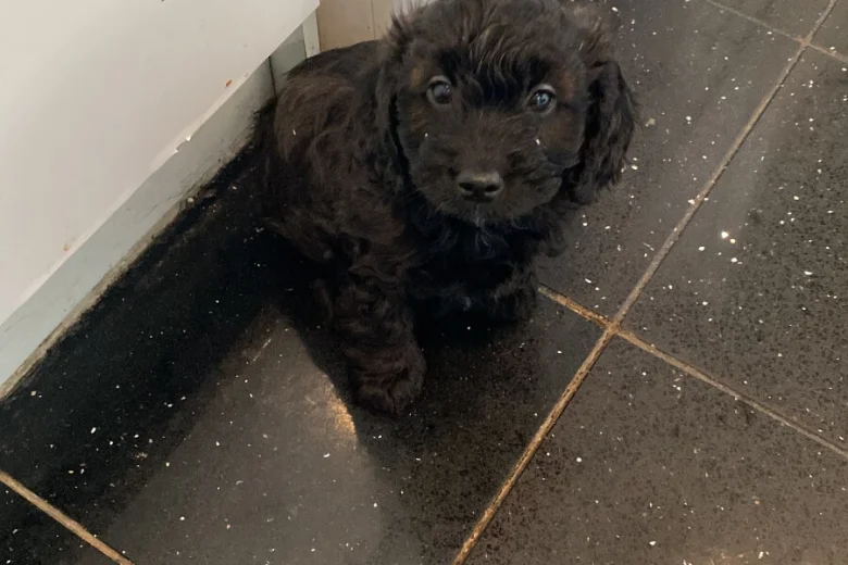 Cavapoo