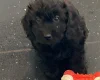 Cavapoo