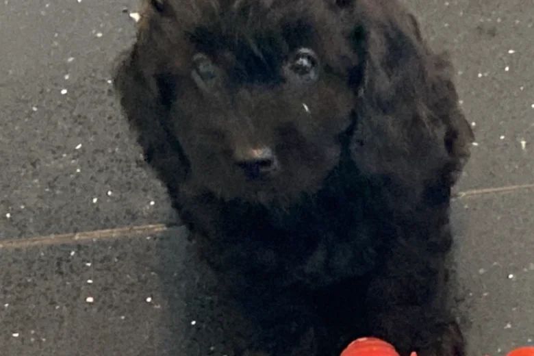 Cavapoo