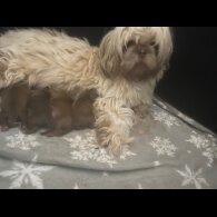 Shih Tzu