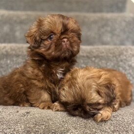 Shih Tzu