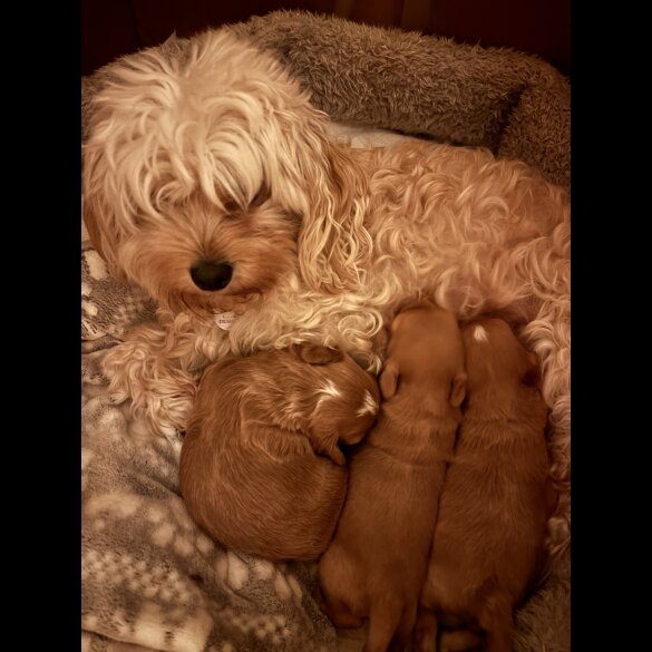 Cavapoo