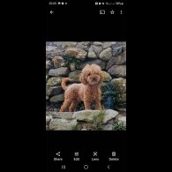 Cavapoo