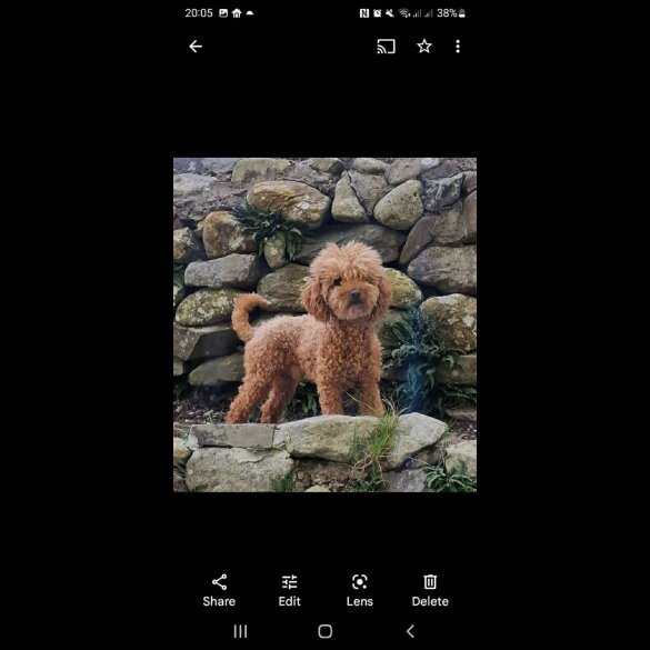Cavapoo