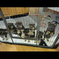 German Shepherd (Alsatian)