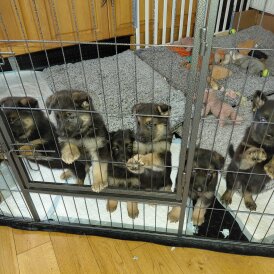 German Shepherd (Alsatian)