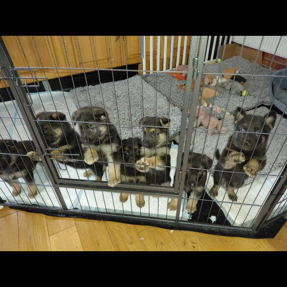 German Shepherd (Alsatian)