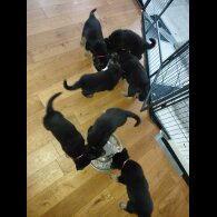 German Shepherd (Alsatian)