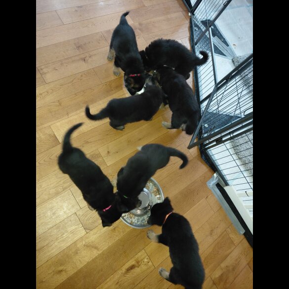 German Shepherd (Alsatian)