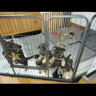 German Shepherd (Alsatian)