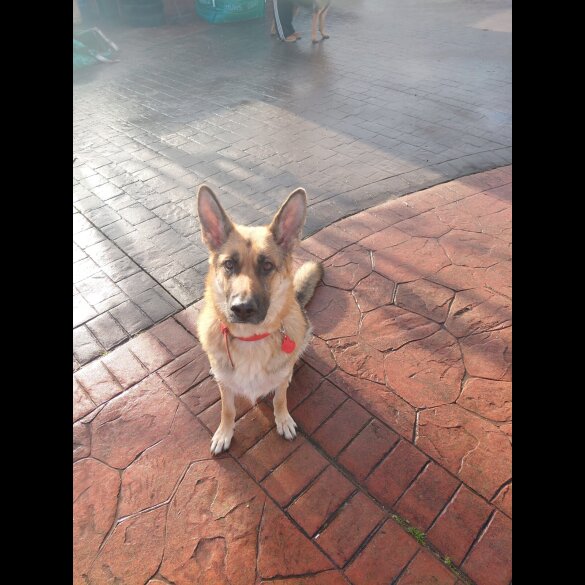 German Shepherd (Alsatian)