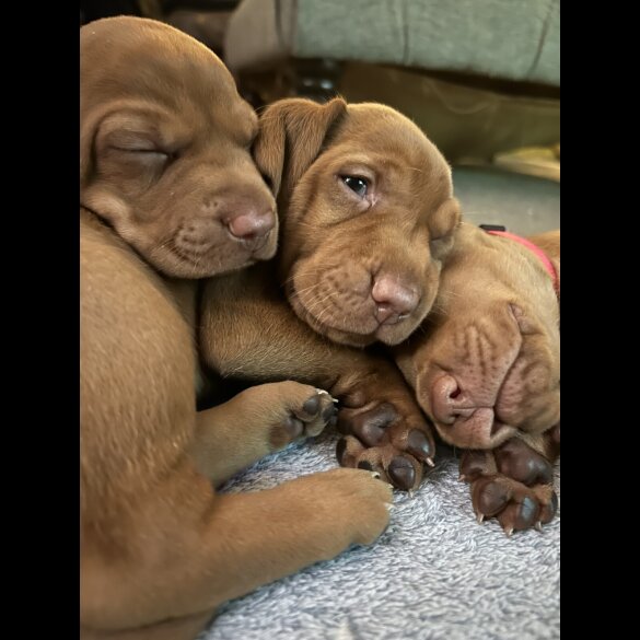 Hungarian Vizsla