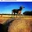 Weimaraner